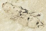 Fossil True Weevil (Curculionidae) - Bois d’Asson, France #256763-1